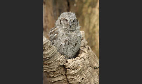 Zwergohreule (Otus scops)