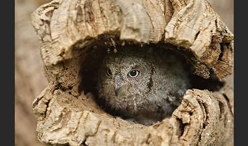 Zwergohreule (Otus scops)