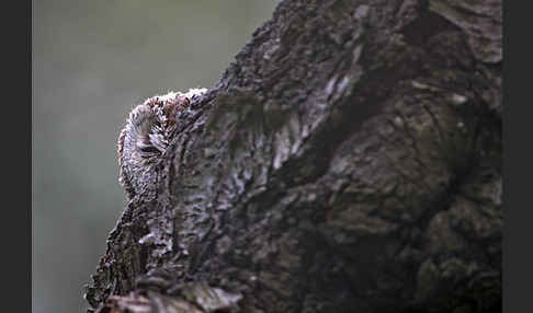 Waldkauz (Strix aluco)