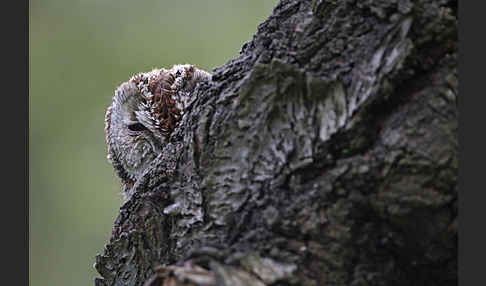 Waldkauz (Strix aluco)