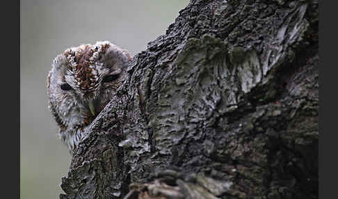 Waldkauz (Strix aluco)