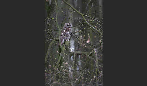 Waldkauz (Strix aluco)