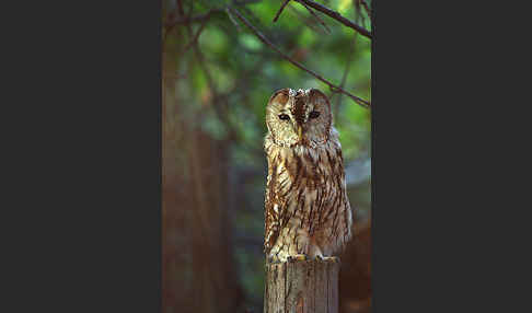 Waldkauz (Strix aluco)