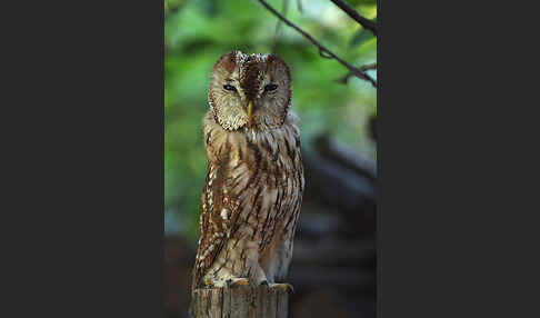 Waldkauz (Strix aluco)