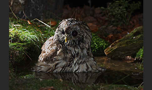 Waldkauz (Strix aluco)