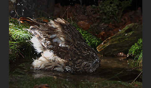 Waldkauz (Strix aluco)