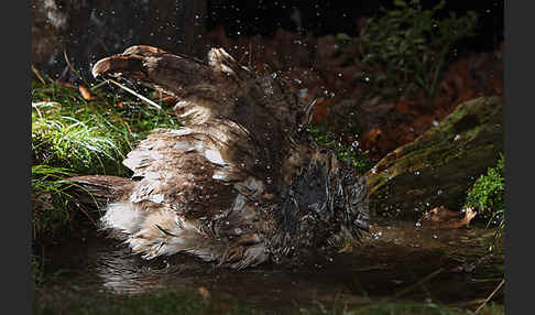 Waldkauz (Strix aluco)