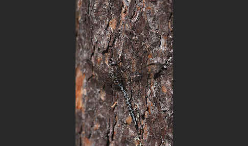 Alpen-Mosaikjungfer (Aeshna caerulea)