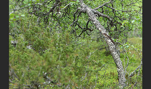 Fjellbirke (Betula pubescens ssp. Tortuosa)
