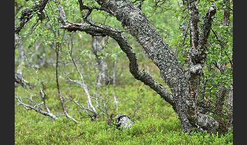 Fjellbirke (Betula pubescens ssp. Tortuosa)