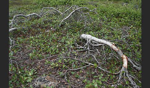 Fjellbirke (Betula pubescens ssp. Tortuosa)