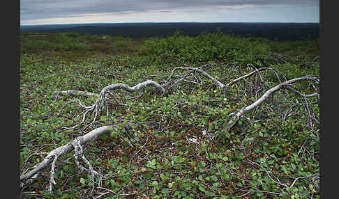 Fjellbirke (Betula pubescens ssp. Tortuosa)