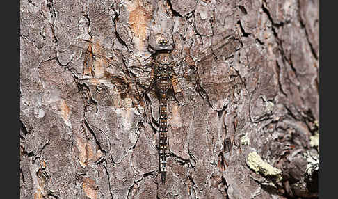 Alpen-Mosaikjungfer (Aeshna caerulea)