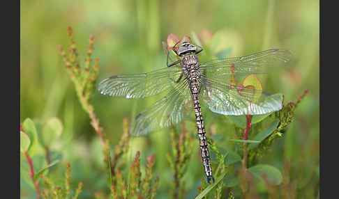 Alpen-Mosaikjungfer (Aeshna caerulea)