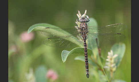 Alpen-Mosaikjungfer (Aeshna caerulea)