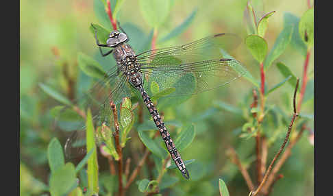 Alpen-Mosaikjungfer (Aeshna caerulea)