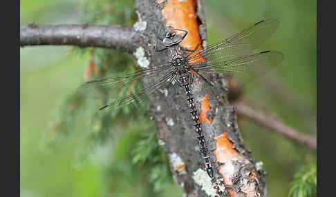 Alpen-Mosaikjungfer (Aeshna caerulea)