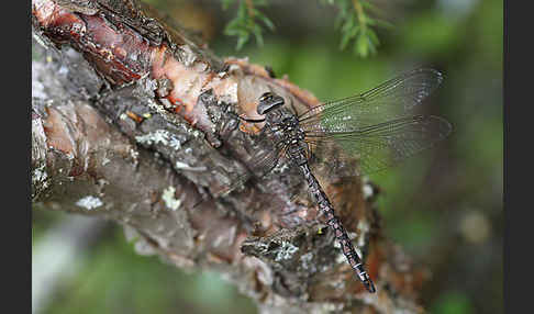 Alpen-Mosaikjungfer (Aeshna caerulea)