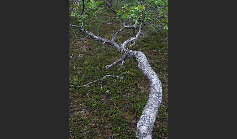 Fjellbirke (Betula pubescens ssp. Tortuosa)