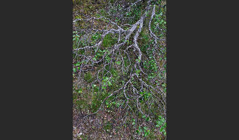 Fjellbirke (Betula pubescens ssp. Tortuosa)