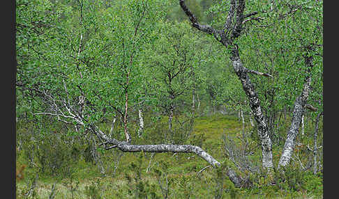 Fjellbirke (Betula pubescens ssp. Tortuosa)