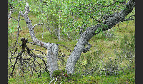 Fjellbirke (Betula pubescens ssp. Tortuosa)