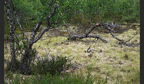 Fjellbirke (Betula pubescens ssp. Tortuosa)