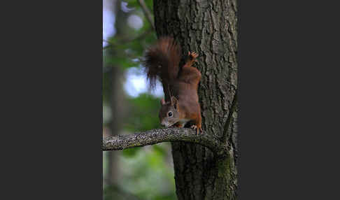 Eichhörnchen (Sciurus vulgaris)