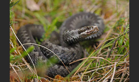 Kreuzotter (Vipera berus)