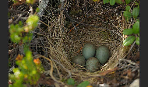 Rotdrossel (Turdus iliacus)