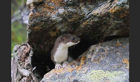 Mauswiesel (Mustela nivalis)