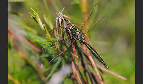 Glänzende Smaragdlibelle (Somatochlora metallica)