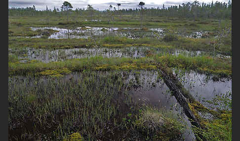 Finnland (Finland)