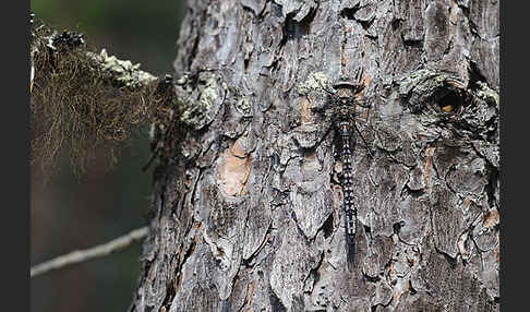 Alpen-Mosaikjungfer (Aeshna caerulea)