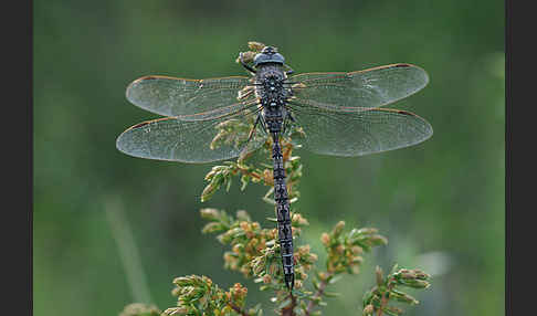 Alpen-Mosaikjungfer (Aeshna caerulea)