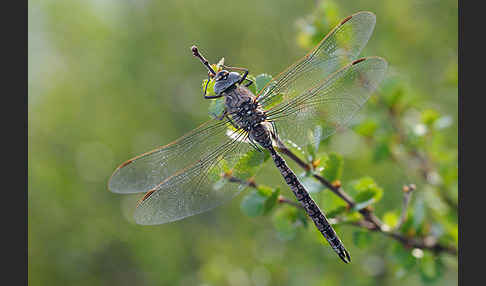 Alpen-Mosaikjungfer (Aeshna caerulea)