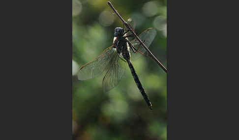 Alpen-Mosaikjungfer (Aeshna caerulea)