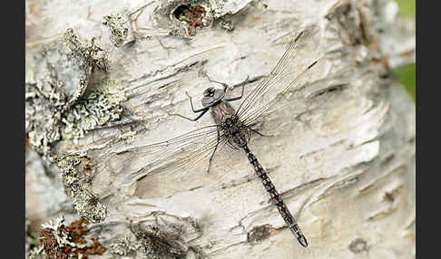 Alpen-Mosaikjungfer (Aeshna caerulea)