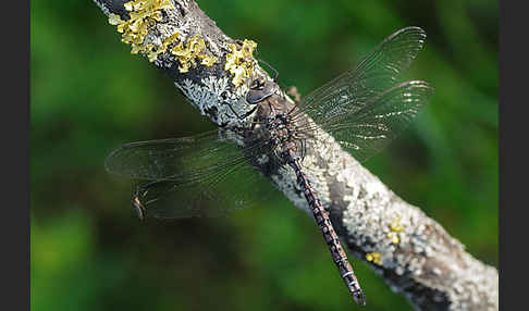 Alpen-Mosaikjungfer (Aeshna caerulea)