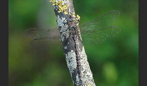 Alpen-Mosaikjungfer (Aeshna caerulea)