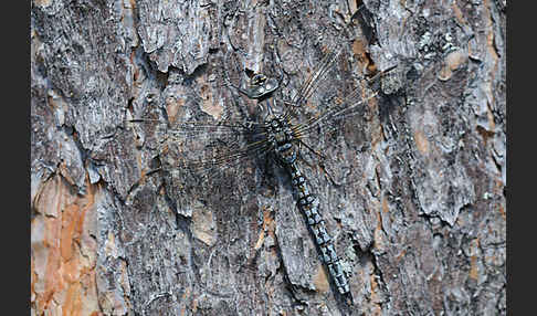 Alpen-Mosaikjungfer (Aeshna caerulea)