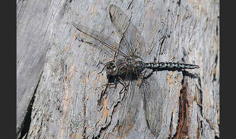 Alpen-Mosaikjungfer (Aeshna caerulea)