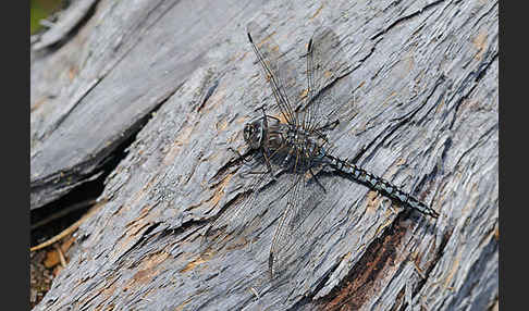 Alpen-Mosaikjungfer (Aeshna caerulea)