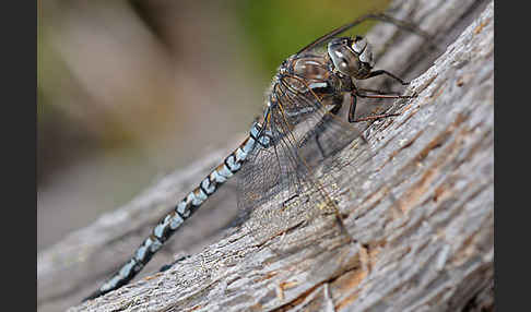 Alpen-Mosaikjungfer (Aeshna caerulea)