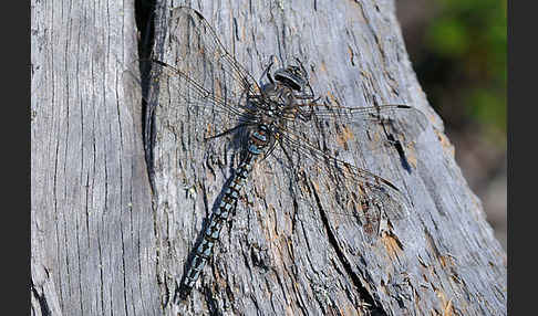 Alpen-Mosaikjungfer (Aeshna caerulea)