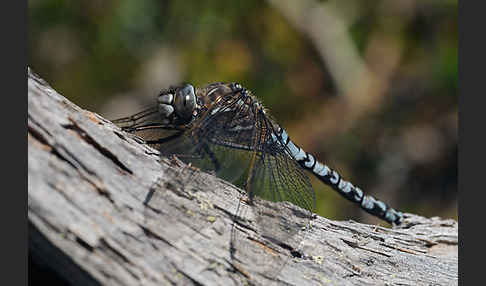 Alpen-Mosaikjungfer (Aeshna caerulea)