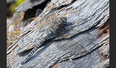 Alpen-Mosaikjungfer (Aeshna caerulea)