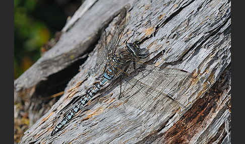 Alpen-Mosaikjungfer (Aeshna caerulea)