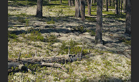 Rentierflechte (Cladonia rangiferina)