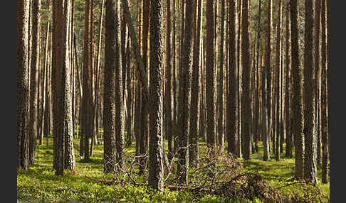 Finnland (Finland)